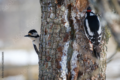 Great spotted woodpecker on a tree trunk
