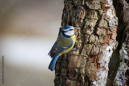 Obraz na płótnie Eurasian blue tit in winter on a branch w salonie