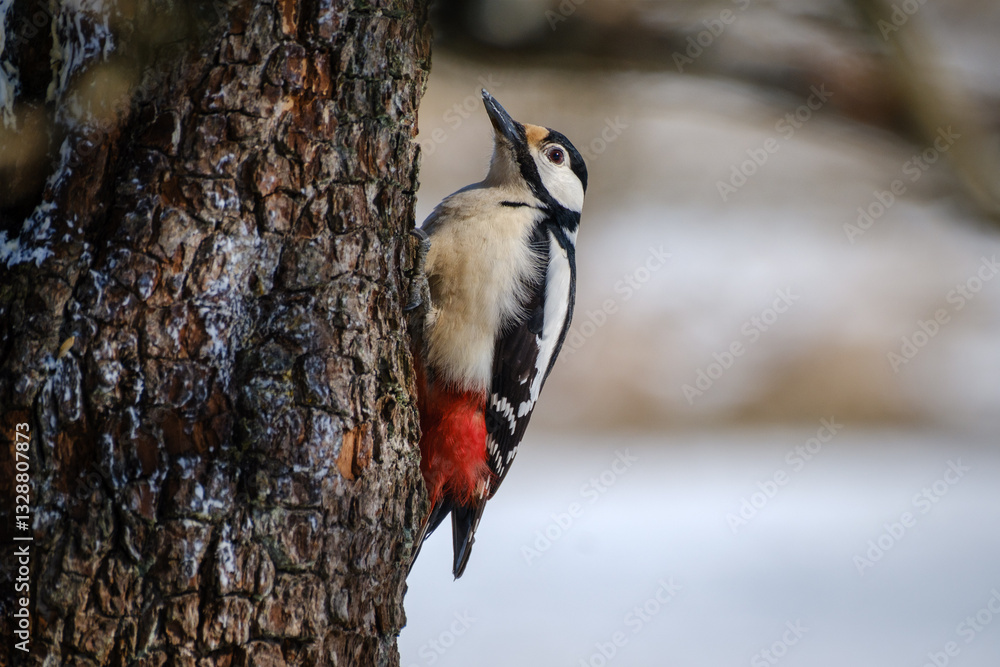 Great spotted woodpecker on a tree trunk