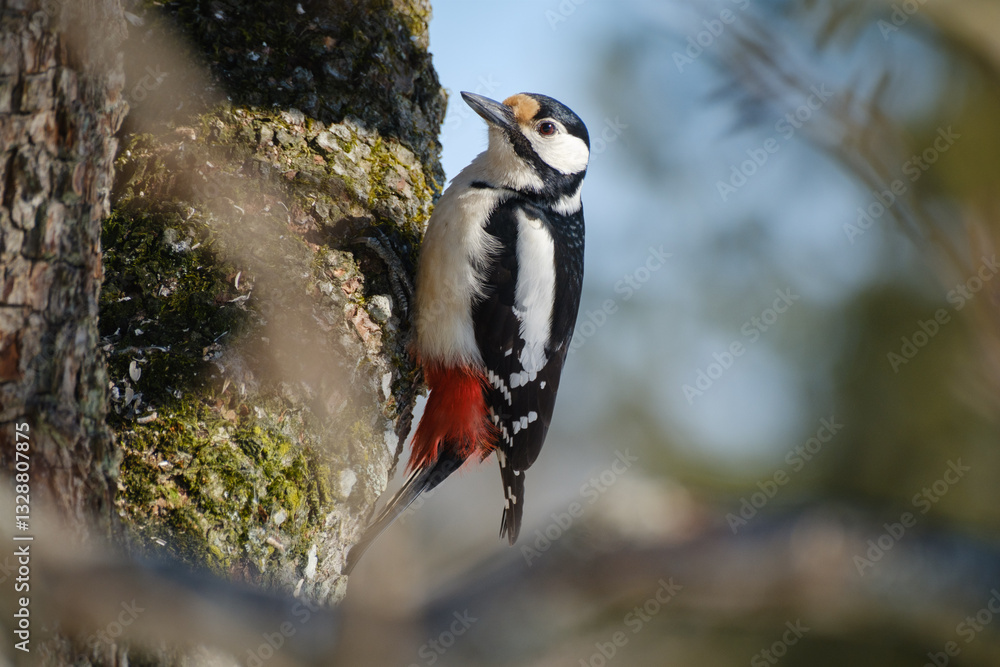 Great spotted woodpecker on a tree trunk