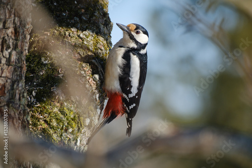 Obraz na płótnie Great spotted woodpecker on a tree trunk
w salonie