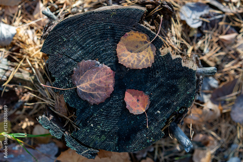 A variety of leaves in the forest.