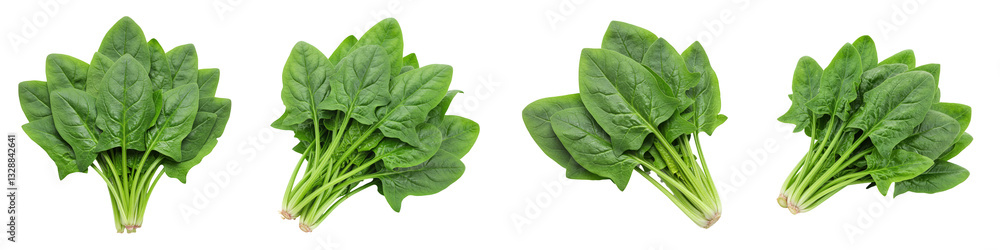 Fresh Green Spinach Bunch, Cut Out Set Fresh Green Spinach Bunch, Cut Out Set