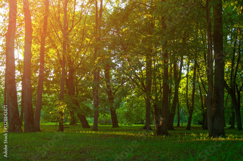 Cuadro en lienzo Summer landscape, summer park trees lit by soft sunset light