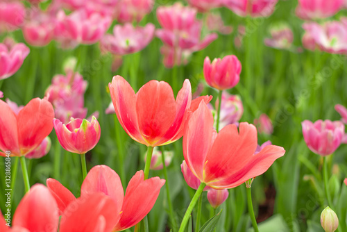 Vibrant Coral Tulips in Bloom , Close-up Spring Flowers.