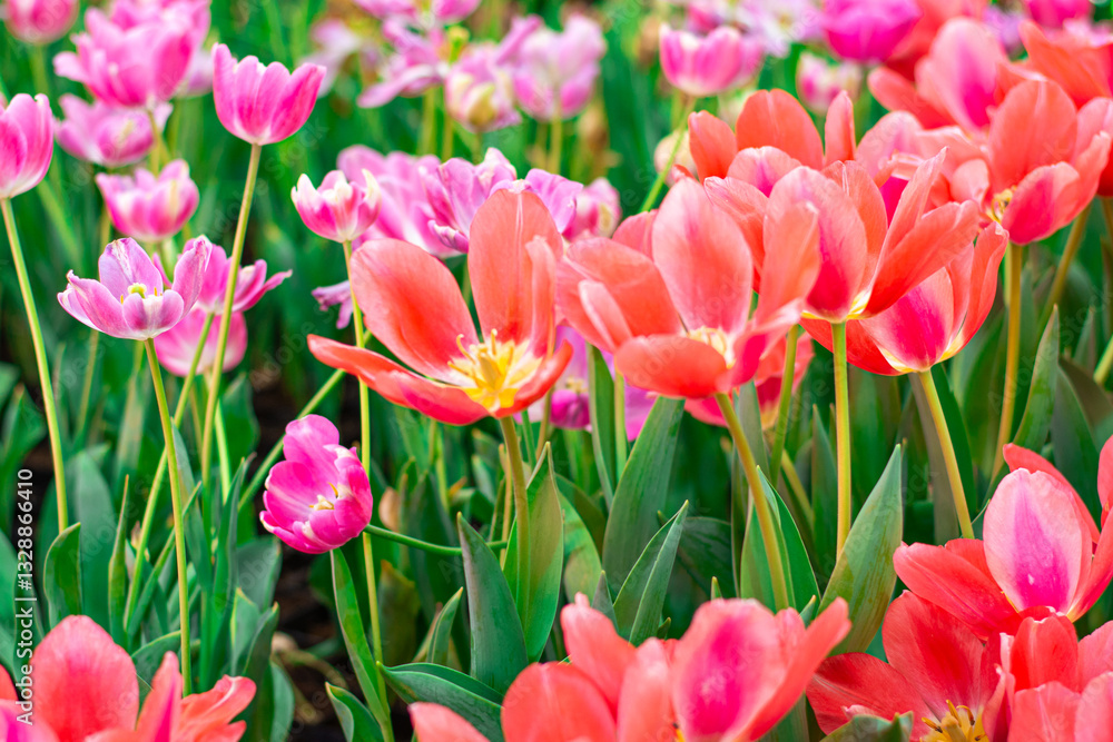 Vibrant Coral Tulips in Bloom , Close-up Spring Flowers. Vibrant Coral Tulips in Bloom , Close-up Spring Flowers.