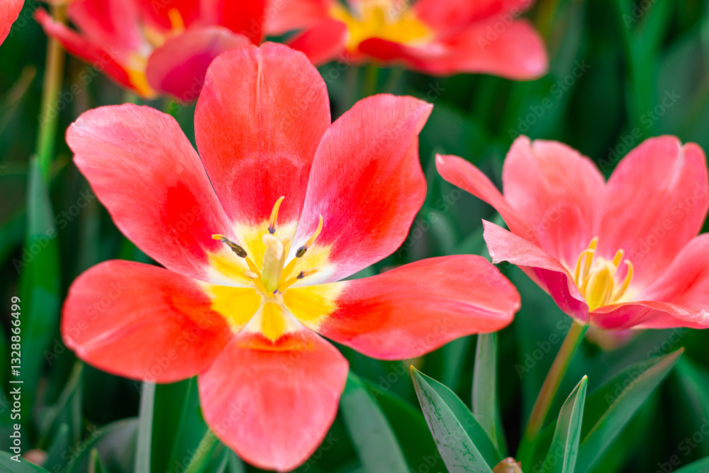 Vibrant Coral Tulips in Bloom , Close-up Spring Flowers. Vibrant Coral Tulips in Bloom , Close-up Spring Flowers.