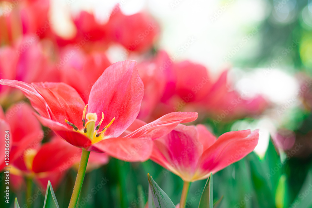Vibrant Coral Tulips in Bloom , Close-up Spring Flowers. Vibrant Coral Tulips in Bloom , Close-up Spring Flowers.