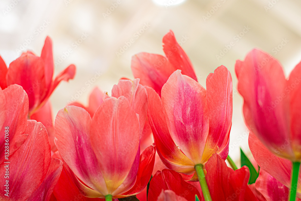 Vibrant Coral Tulips in Bloom , Close-up Spring Flowers. Vibrant Coral Tulips in Bloom , Close-up Spring Flowers.