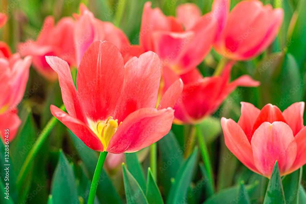 Vibrant Coral Tulips in Bloom – Close-up Spring Flowers Vibrant Coral Tulips in Bloom – Close-up Spring Flowers