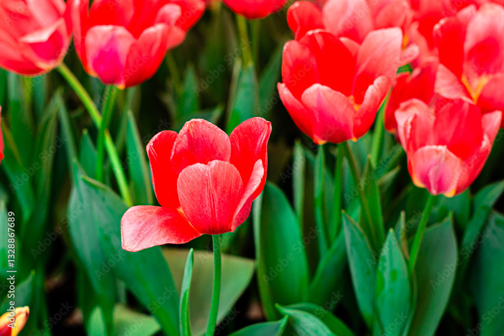 Obraz premium Vibrant Coral Tulips in Bloom – Close-up Spring Flowers
