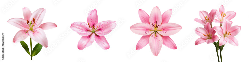 Naklejka premium Beautiful pink lily flowers with soft delicate petals in full bloom displaying their vibrant colors and natural elegance