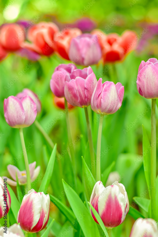 Fototapeta premium Close-up beautiful pink tulip flower in a flower field , springtime.