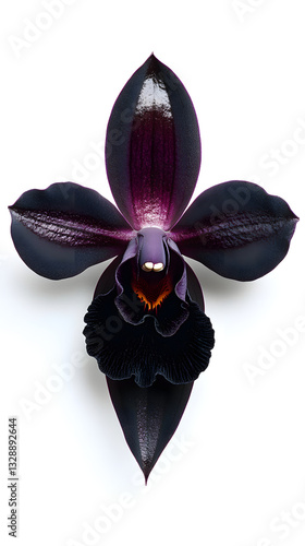 Black Orchid Elegance: A Rare Beauty in Minimalist Composition