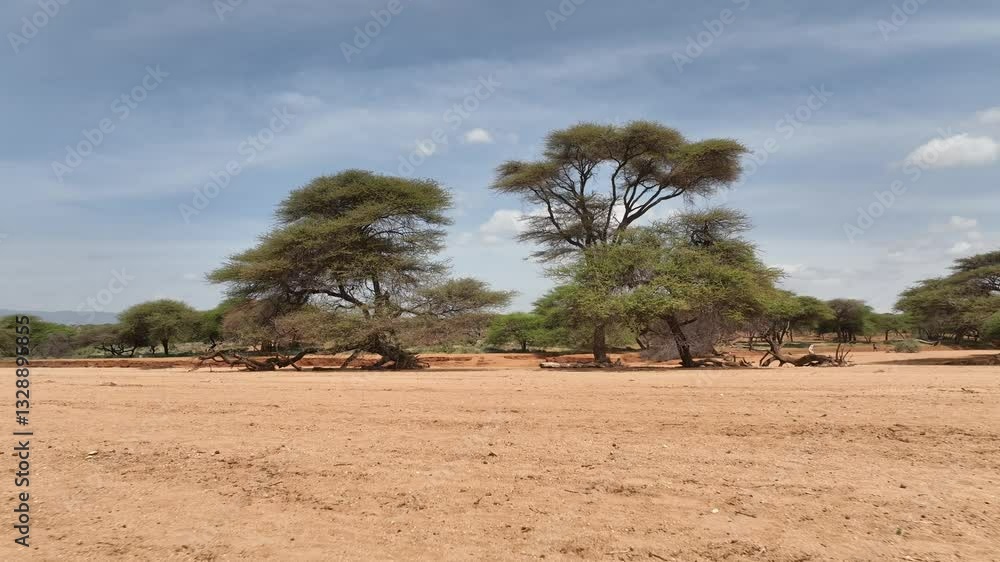 Aerial view of serene landscape with trees and clouds over a dry savanna, Wamba, Samburu, Kenya. Aerial view of serene landscape with trees and clouds over a dry savanna, Wamba, Samburu, Kenya.