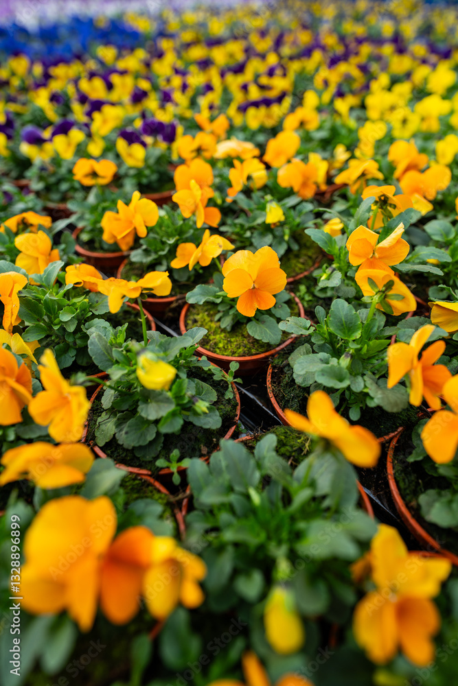 pansies - flowers in the spring garden planting - care and ideal conditions