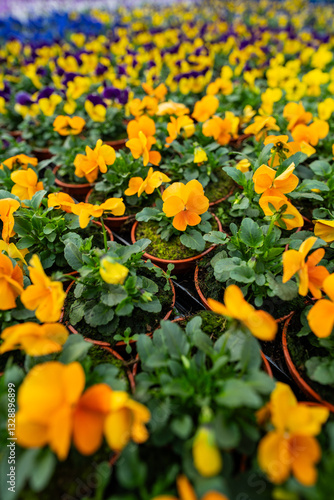 Obraz na płótnie pansies - flowers in the spring garden planting - care and ideal conditions w salonie
