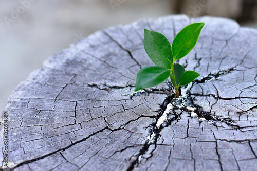 Young plants try to regenerate on dead stump. Recovery, Concept requires resilience, adaptability, and patience. embracing change, and taking consistent steps forward.