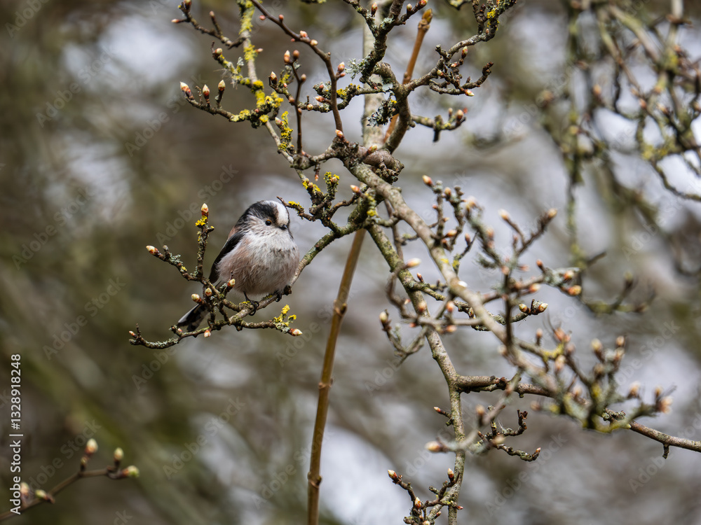 Long Tailed Tit Perched on a Branch