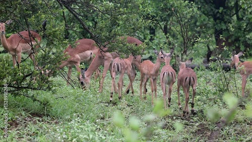 Group of impala fawns join adults in wet, green bushveld forest