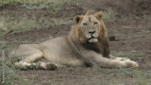 Wallpaper Mural Reclining male lion with mohawk mane looks directly at camera Torontodigital.ca