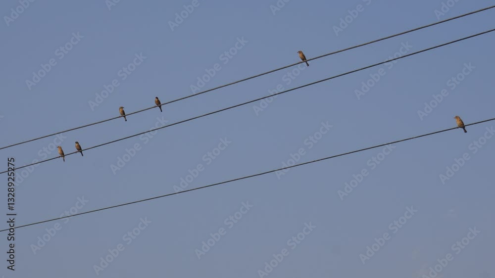 Several birds possibly Common Redstart are perched on the electric wires Several birds possibly Common Redstart are perched on the electric wires