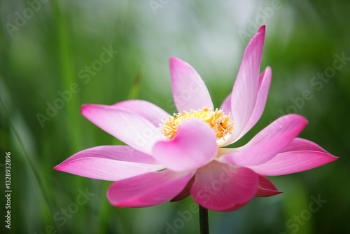 Elegant Pink Lotus Blossom with Soft Green Background in Nature