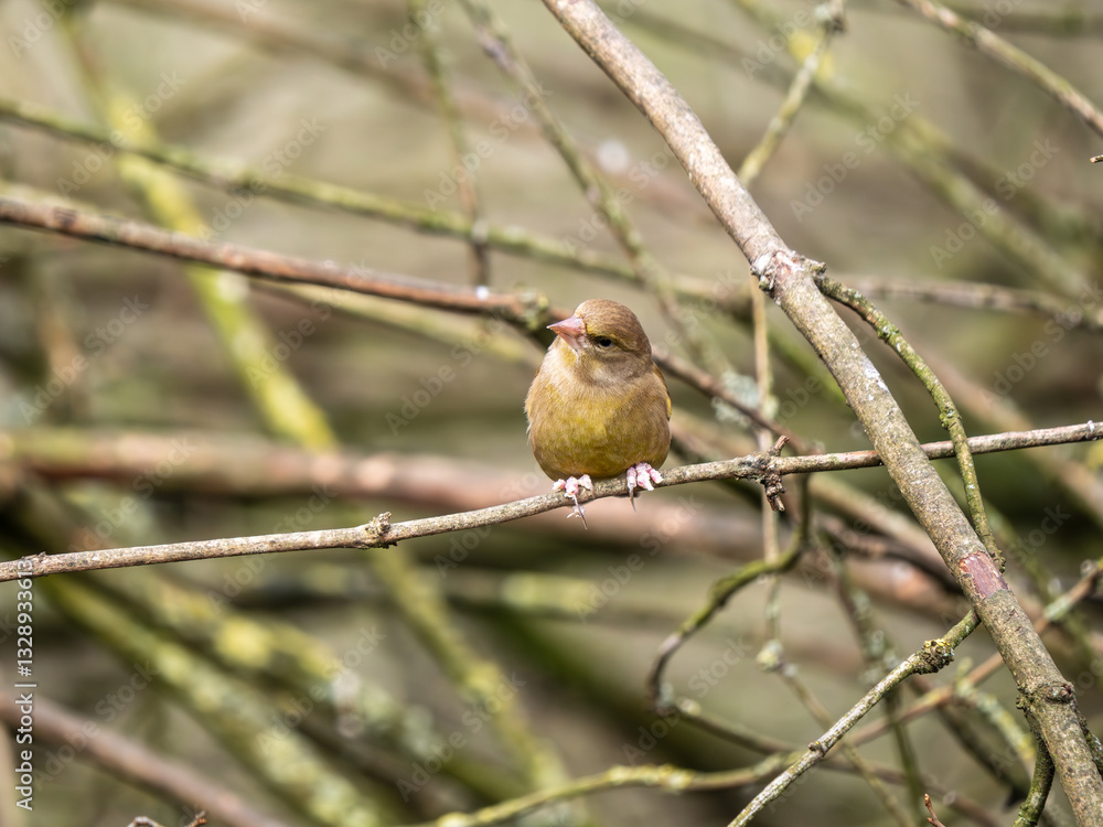 Greenfinch Perched on a Branch