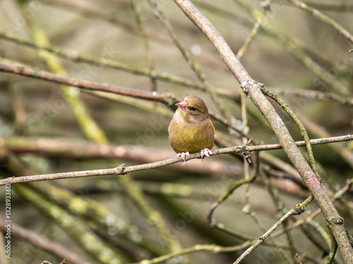 Obraz na płótnie Greenfinch Perched on a Branch w salonie