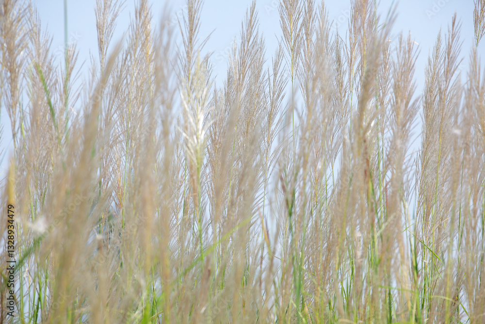 Fototapeta premium Elegant Tall Grass with Delicate Blades in Soft Natural Light