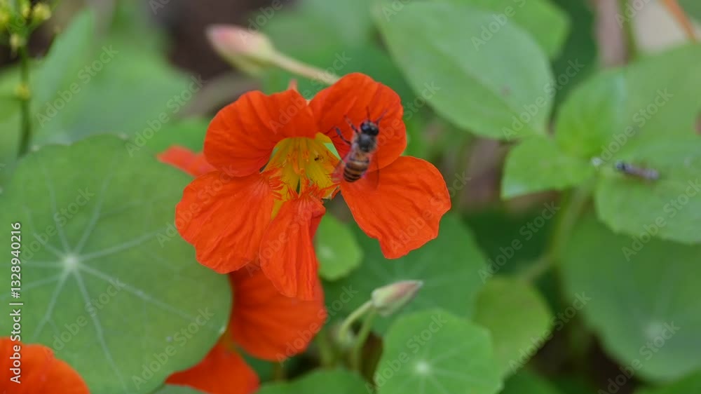 Honey bee collecting pollen from flower. A close up of a bright orange nasturtium flower with a bee gathering pollen in its center. wildlife. Slow motion video.
Honey bee collecting pollen from flower. A close up of a bright orange nasturtium flower with a bee gathering pollen in its center. wildlife. Slow motion video.