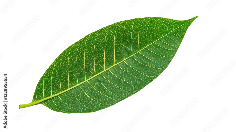 Obraz premium Green Leaf with Detailed Veins Isolated on Transparent Background