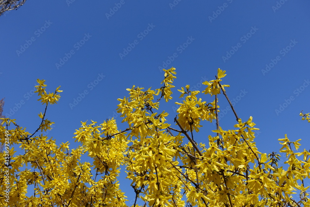 Sky and bright yellow flowers of forsythia in March Sky and bright yellow flowers of forsythia in March