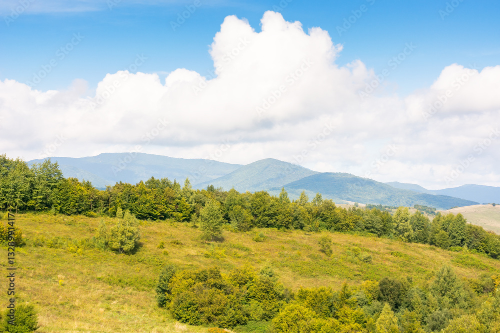 mountain landscape with forest on the hill. natural environment. grassy countryside pasture of ukraine. warm early autumn weather with cloudy sky. sunny day
