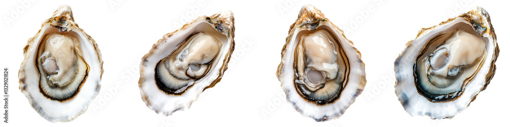 A close up view of multiple open fresh oyster shells revealing their creamy iridescent interior texture and delicate salty flavor A close up view of multiple open fresh oyster shells revealing their creamy iridescent interior texture and delicate salty flavor
