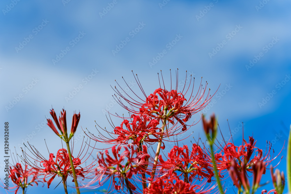 青空に映える彼岸花