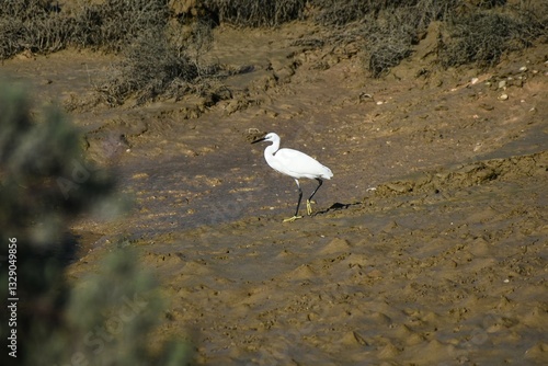 Little Egretta garzetta gracefully exploring the marshlands.