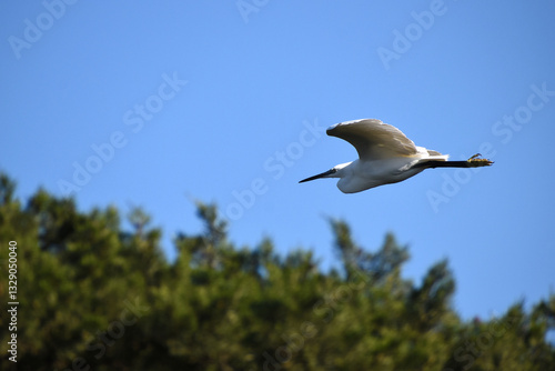 Egretta garzetta spreading in flight.