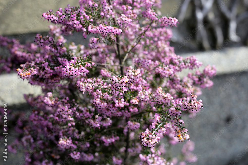 Obraz premium Pink flowers of Calluna vulgaris, commonly known as heather