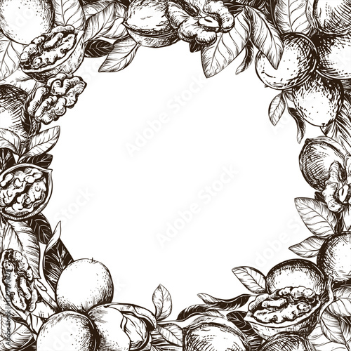 Square frame of walnuts with space for text. Vector illustration in engraving technique. Design for nut paste, oil, liqueur Nocino. Walnuts whole and peeled kernels, leaves on white background.