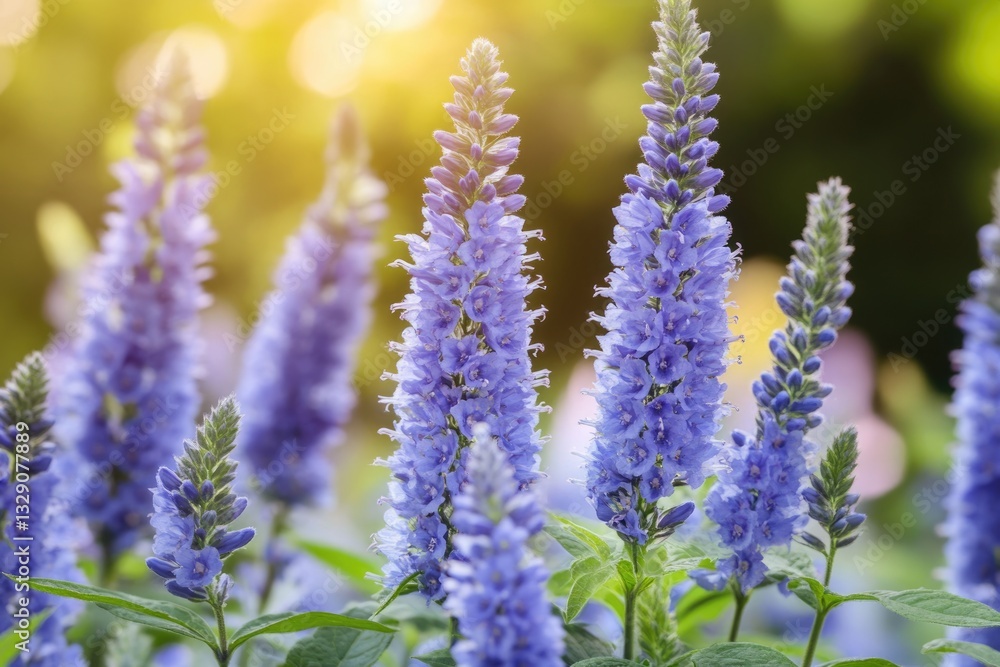 Fototapeta premium Germander Speedwell (Veronica chamaedrys) Beautiful Blue Blossom on Natural Background