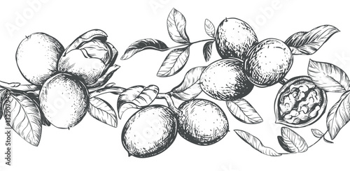 Horizontal pattern of walnut branches. Vector border with kernels, leaves and nut skin. Illustration in engraving style. Design for pasta, nut paste or liqueur. Hand drawn ink sketch.