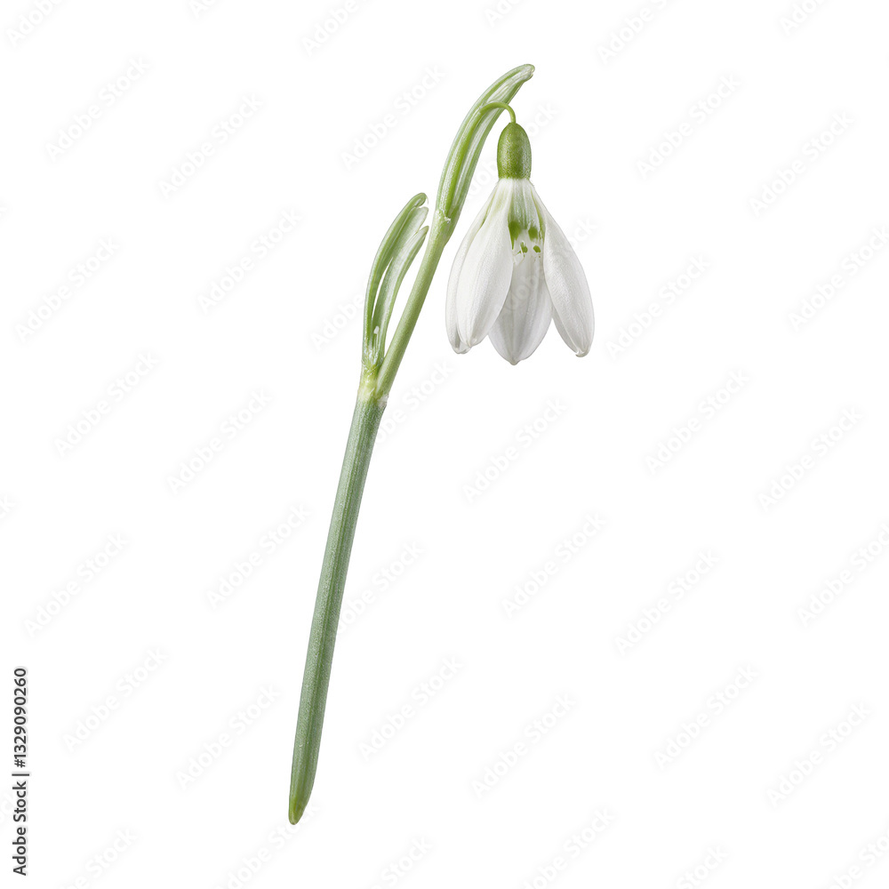 Elegant snowdrop flower with crisp white petals and delicate green accents standing out against a clean white backdrop Elegant snowdrop flower with crisp white petals and delicate green accents standing out against a clean white backdrop