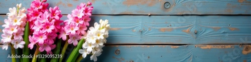 Fresh pink and white hyacinth blooms contrast against weathered wooden background, hyacinth, vintage