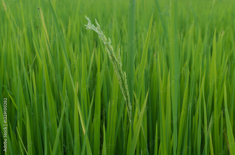 Naklejka premium Rice Field with Rice Panicle