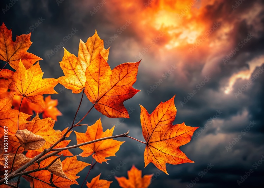 Autumn Leaves & Grey Sky: Fall Foliage Stock Photo Autumn Leaves & Grey Sky: Fall Foliage Stock Photo