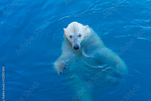 A polar bear in joyful play.

