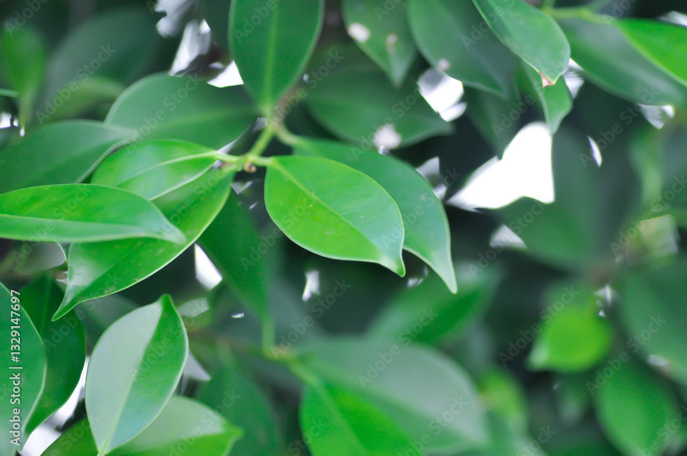 banyan tree or Ficus annulata or ficus bengalensis banyan tree or Ficus annulata or ficus bengalensis
