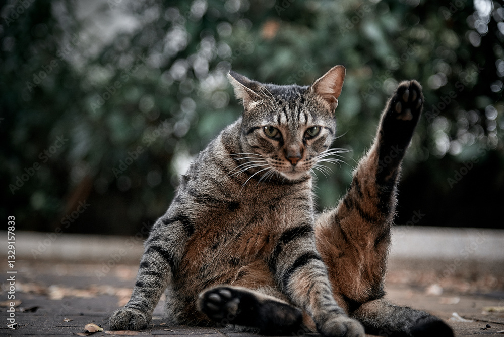 Fototapeta premium cat in the garden