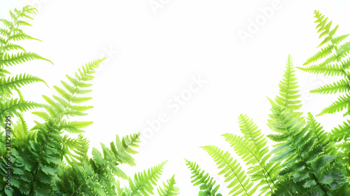 Lush ferns create a serene and vibrant natural border against a seamless backdrop
